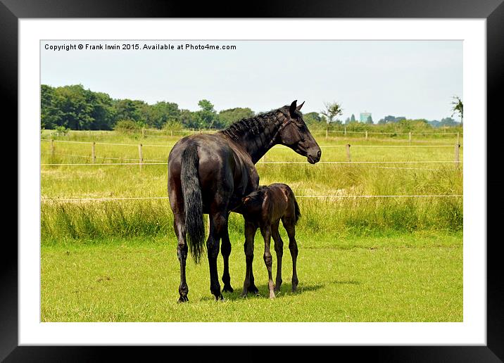  Mother and newly born foal Framed Mounted Print by Frank Irwin
