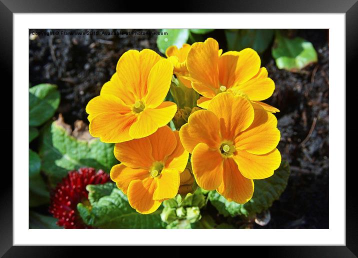  Primroses (Primula) in full Spring bloom. Framed Mounted Print by Frank Irwin