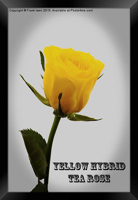 Artistic  Yellow Hybrid Tea Rose                   Framed Print by Frank Irwin