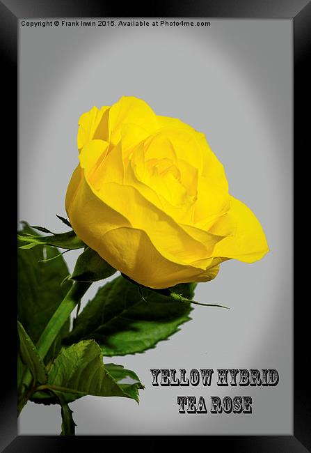 Artistic Yellow Hybrid Tea Rose                    Framed Print by Frank Irwin