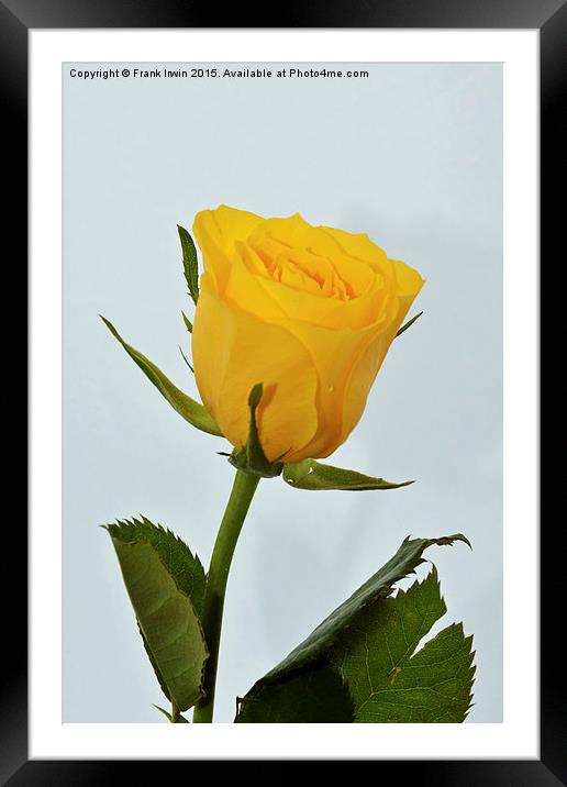 Beautiful yellow hybrid Tea Rose Framed Mounted Print by Frank Irwin