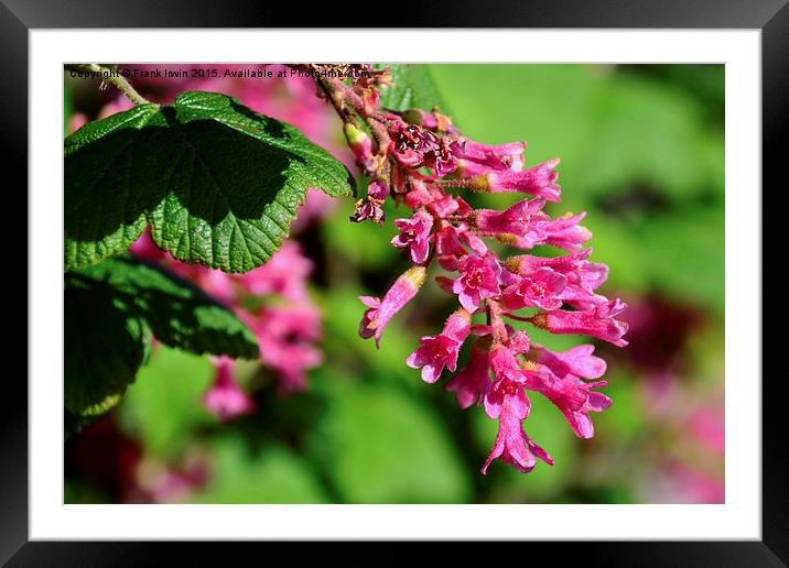  Beautiful redcurrant in full bloom in Spring. Framed Mounted Print by Frank Irwin