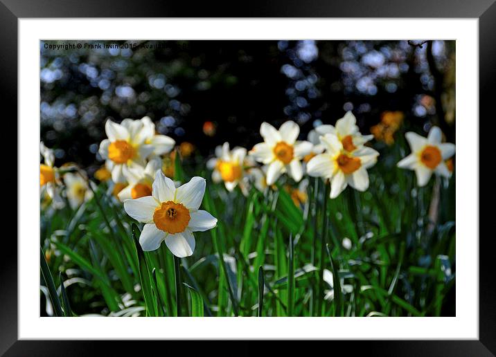  A lone Narcissus heralds the arrival of Spring. Framed Mounted Print by Frank Irwin