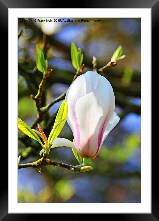 Magnolia flower just opening. Framed Mounted Print by Frank Irwin