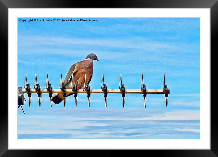 The Common Wood Pigeon Framed Mounted Print by Frank Irwin