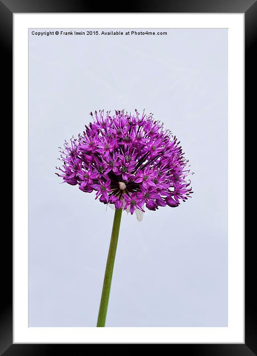 Allium Haarlem Superglobe Framed Mounted Print by Frank Irwin