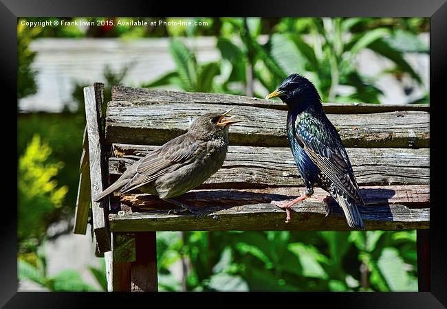  A young starling being fed by its mother Framed Print by Frank Irwin