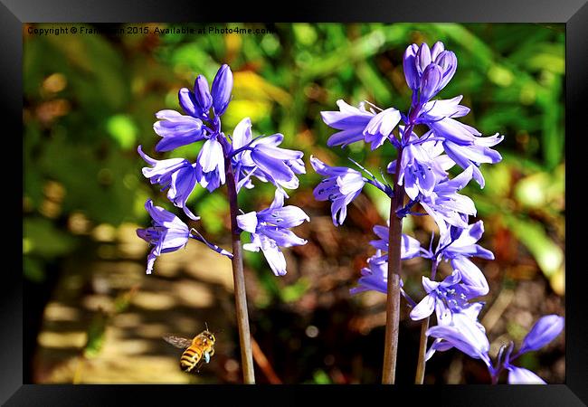  Blubells and a visitor Framed Print by Frank Irwin