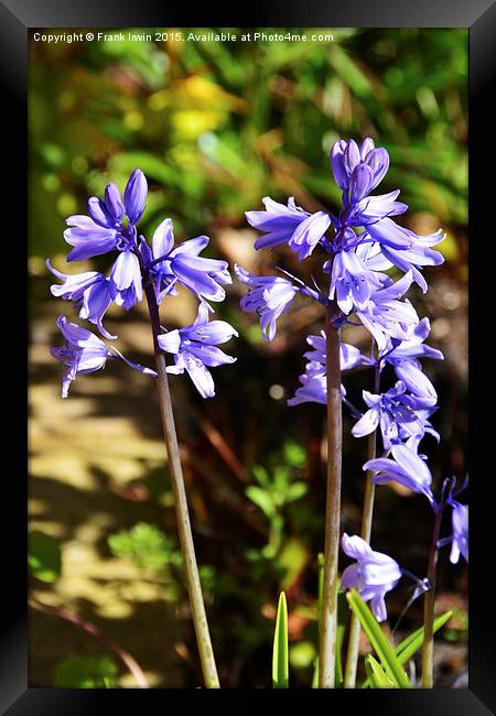 Colourful Blubells Framed Print by Frank Irwin