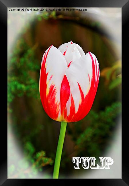 A Colourful Tulip head, close up Framed Print by Frank Irwin