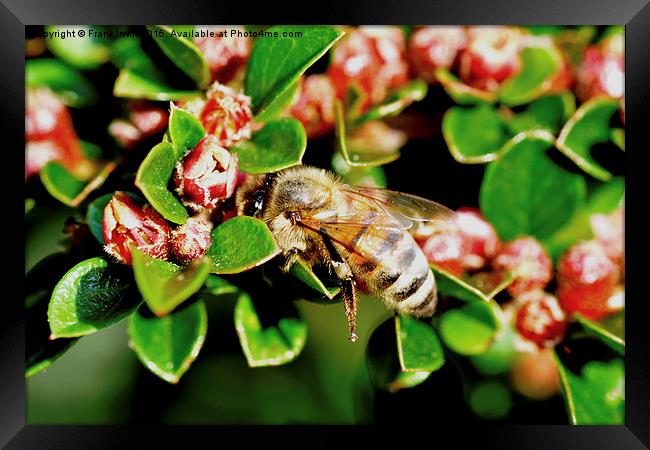  A busy bee on our cotoneaster herringbone. Framed Print by Frank Irwin