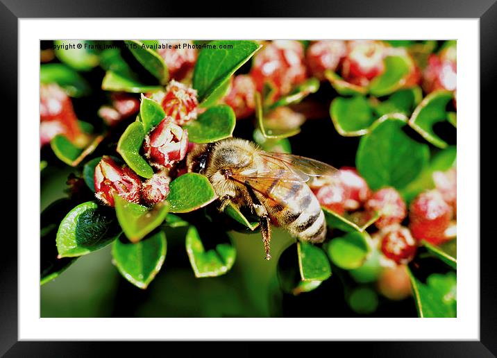  A busy bee on our cotoneaster herringbone. Framed Mounted Print by Frank Irwin