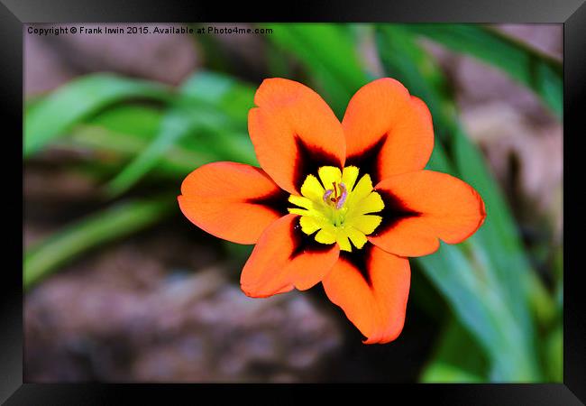  Spararix Tricolour (Close up) in full bloom Framed Print by Frank Irwin