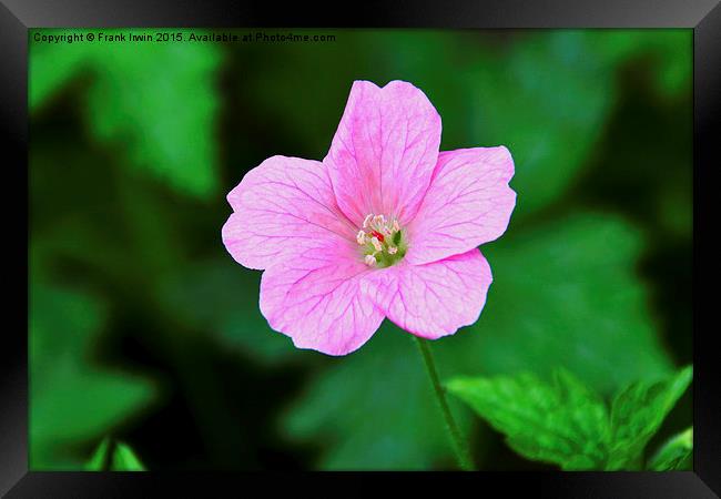  Pink veined Geranium Framed Print by Frank Irwin
