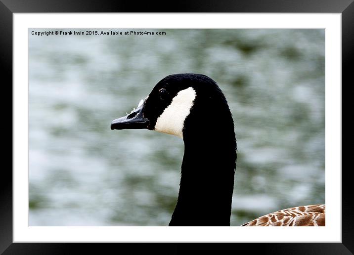  Close up of a Canada Goose Framed Mounted Print by Frank Irwin