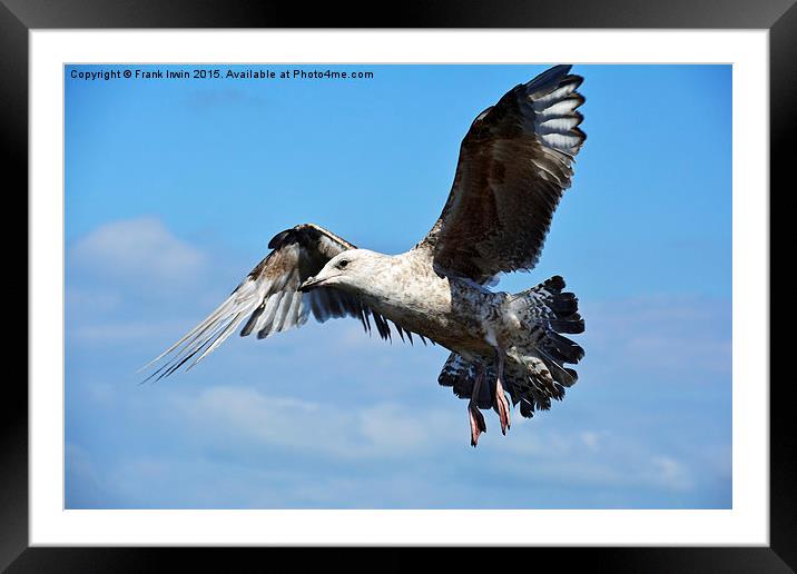  Coming in to land Framed Mounted Print by Frank Irwin