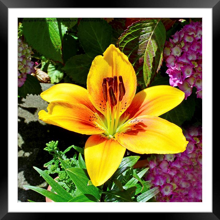  A beautiful yellow lily Framed Mounted Print by Frank Irwin