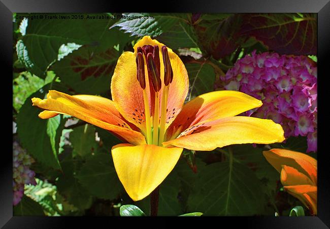 A beautiful yellow lily Framed Print by Frank Irwin