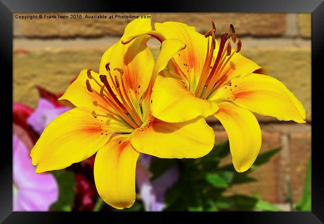 Beautiful yellow lilies Framed Print by Frank Irwin