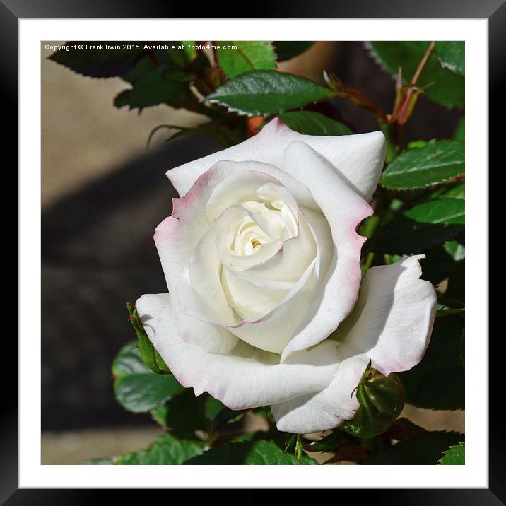  Beautiful white patio rose Framed Mounted Print by Frank Irwin