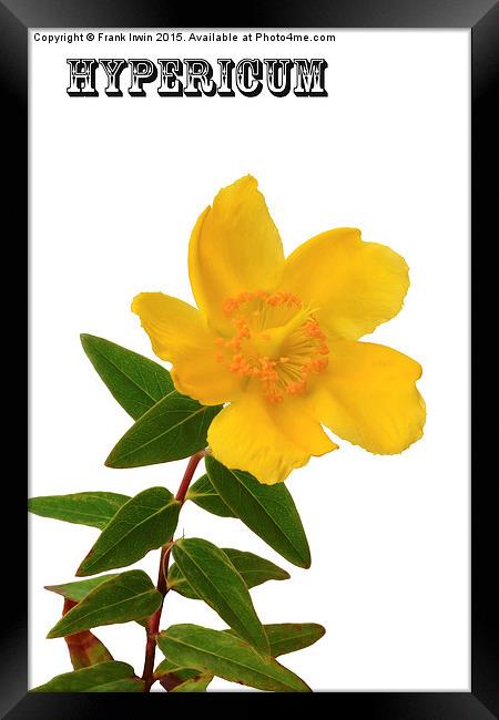  Hypericum bloom in all its glory Framed Print by Frank Irwin