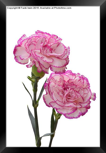 A pair of colourful carnations Framed Print by Frank Irwin