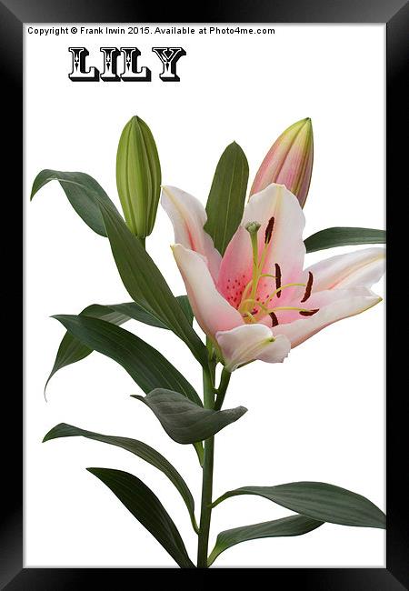 A beautiful Whitish/pink lily Framed Print by Frank Irwin