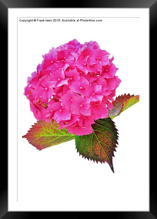  Beautiful & Colourful Hydrangea  Framed Mounted Print by Frank Irwin