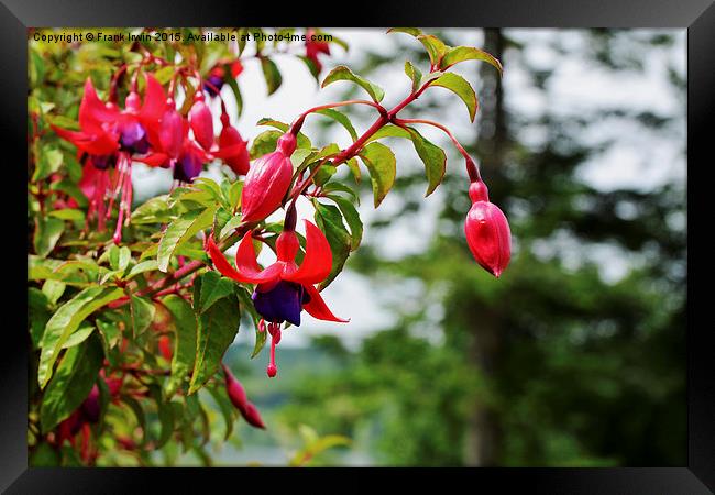 Beautiful colourful Fuchsia Framed Print by Frank Irwin