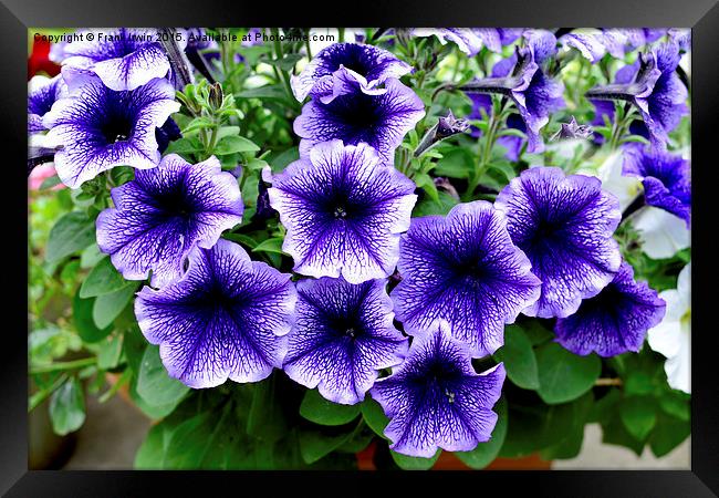  Purple Petunias in full bloom Framed Print by Frank Irwin