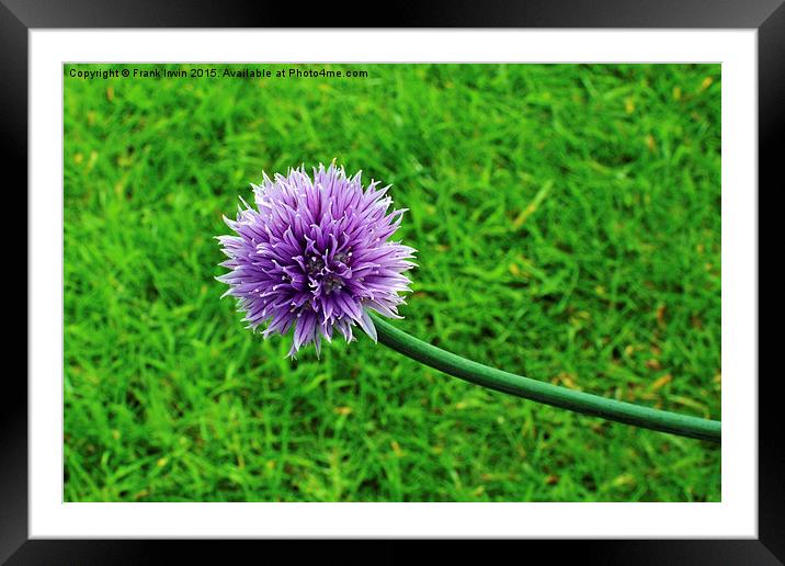 A fully grown chive Framed Mounted Print by Frank Irwin