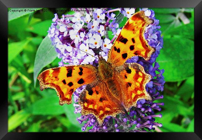  The beautiful "Comma" butterfly in all its glory Framed Print by Frank Irwin