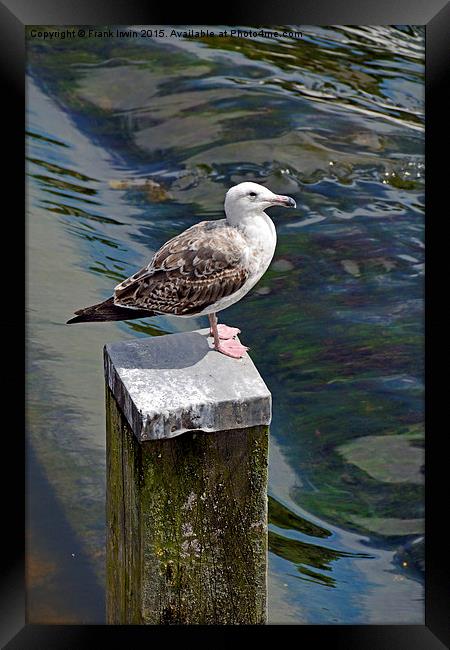  A seagull having a rest at the weir in Chester Framed Print by Frank Irwin