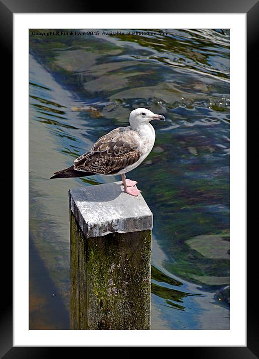  A seagull having a rest at the weir in Chester Framed Mounted Print by Frank Irwin