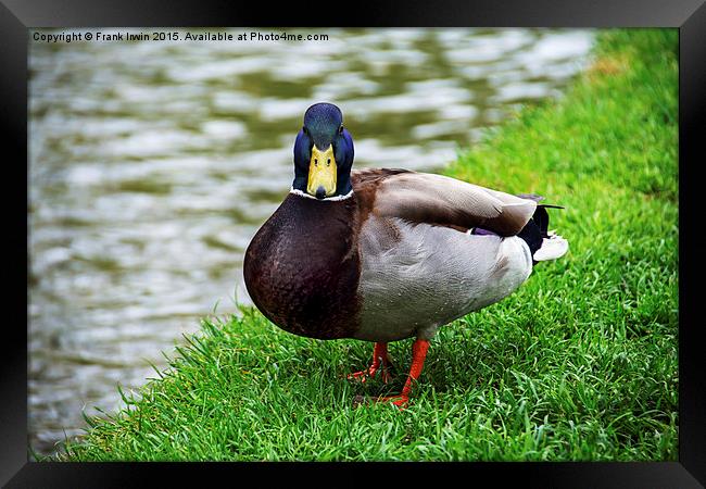  A Mallard or Drake weighing me up Framed Print by Frank Irwin