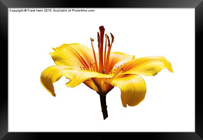  A beautiful yellow Lily head in all its glory Framed Print by Frank Irwin