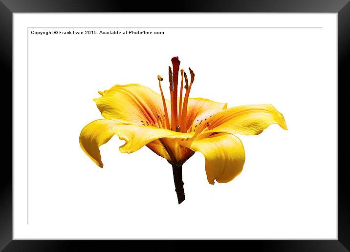  A beautiful yellow Lily head in all its glory Framed Mounted Print by Frank Irwin