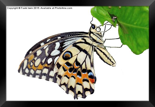  The Common Lime butterfly Framed Print by Frank Irwin