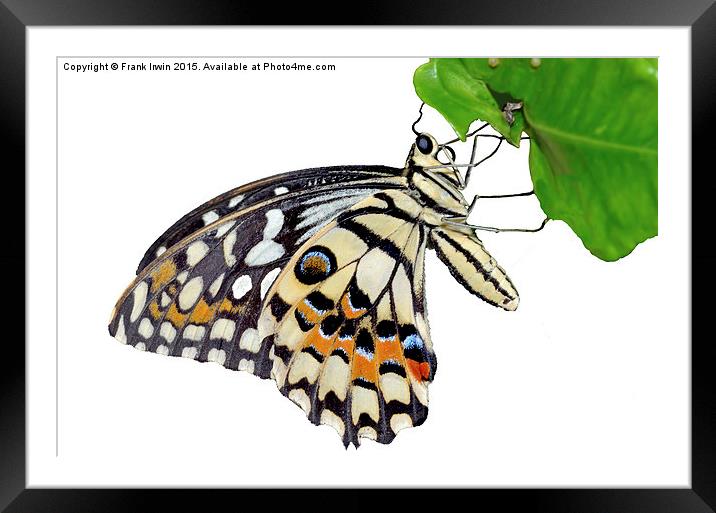  The Common Lime butterfly Framed Mounted Print by Frank Irwin