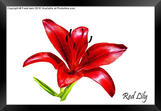 A beautiful Red Lily in all its glory Framed Print by Frank Irwin