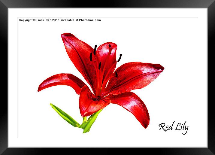 A beautiful Red Lily in all its glory Framed Mounted Print by Frank Irwin