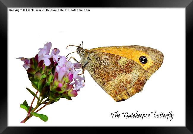 The Gatekeeper butterfly feeding Framed Print by Frank Irwin