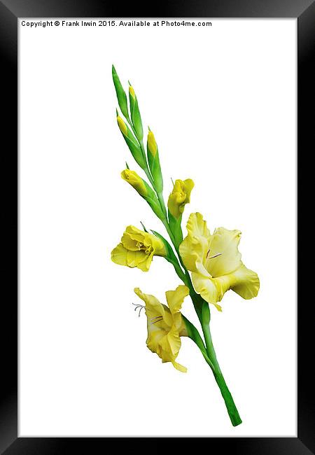  Beautiful Yellow Gladiola in all its glory Framed Print by Frank Irwin