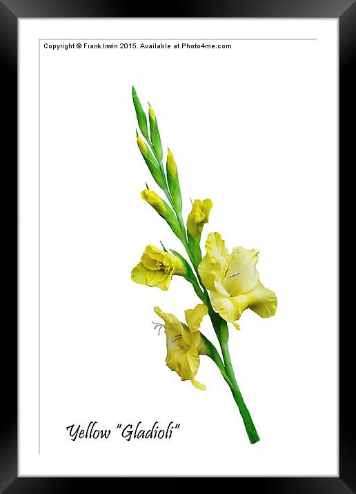 Beautiful Yellow Gladiola in all its glory Framed Mounted Print by Frank Irwin