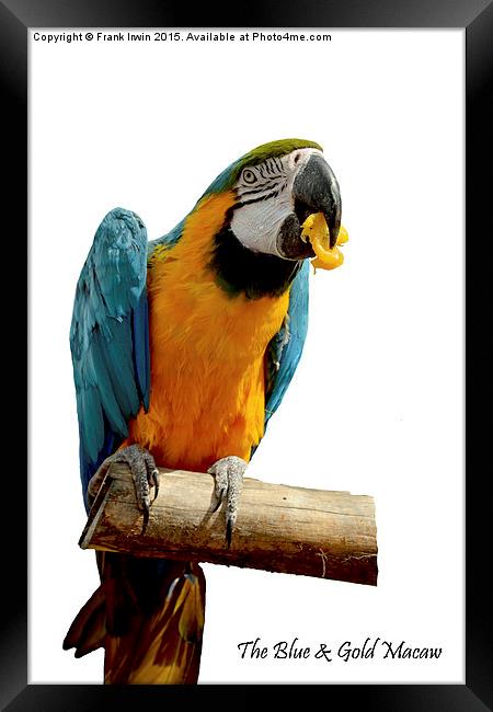 Beautiful Blue & Gold Macaw Framed Print by Frank Irwin