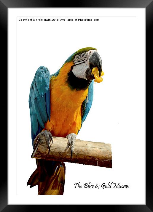 Beautiful Blue & Gold Macaw Framed Mounted Print by Frank Irwin