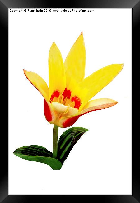 Beautiful Spring Tulip Framed Print by Frank Irwin