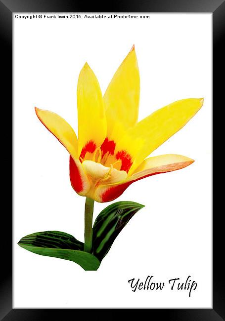 Beautiful Spring Tulip Framed Print by Frank Irwin