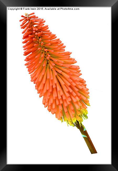 Red Hot Poker plant, Kniphofia. Framed Print by Frank Irwin