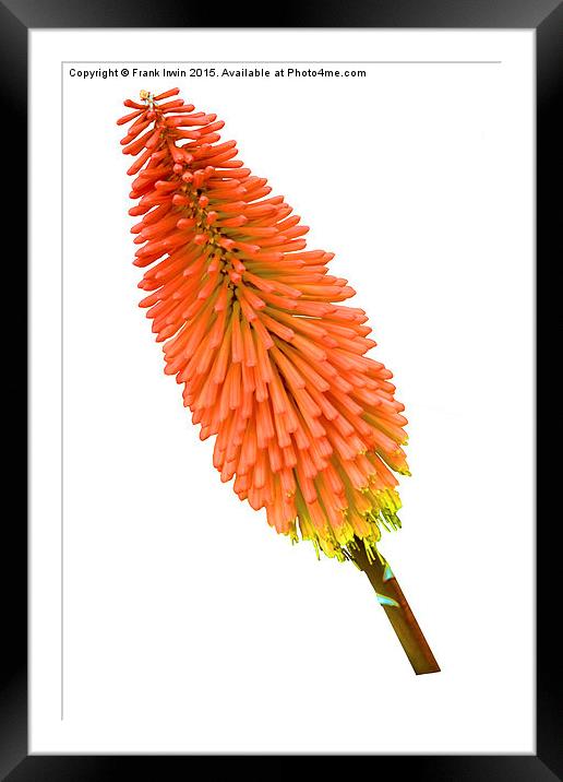 Red Hot Poker plant, Kniphofia. Framed Mounted Print by Frank Irwin